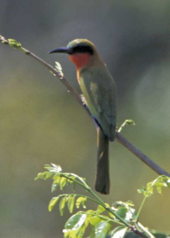 Red-throated Bee-eater - ML205682191