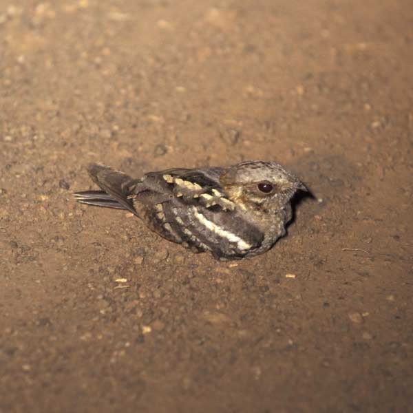 Long-tailed Nightjar - ML205682261