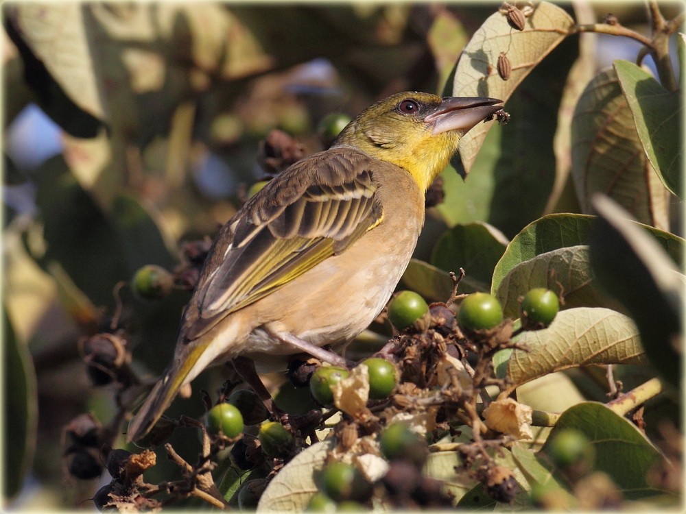 Rüppell's Weaver - ML205682571