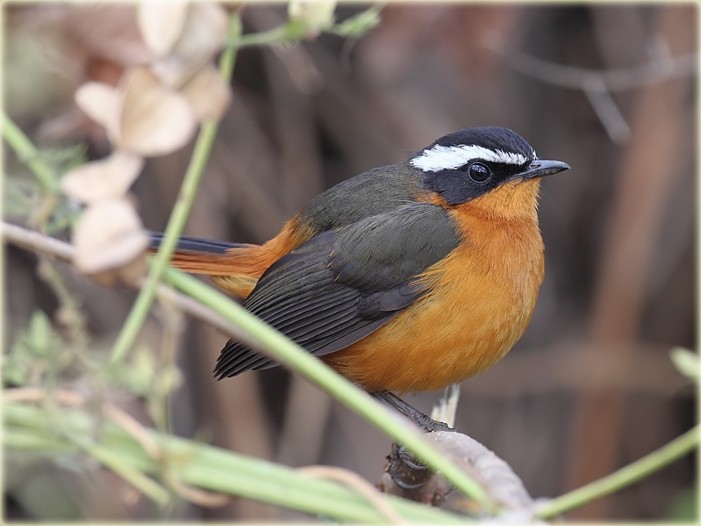 Rüppell's Robin-Chat - ML205682671