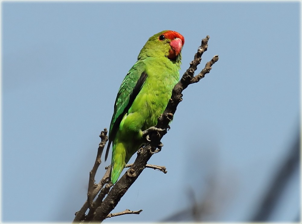 Black-winged Lovebird - John Thompson