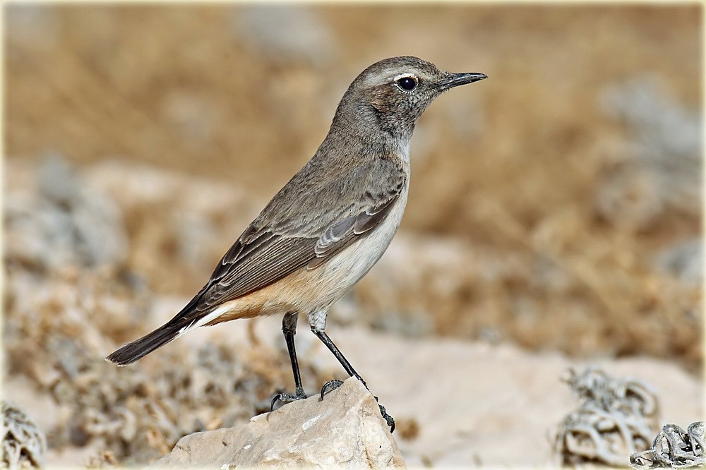 Kurdish Wheatear - ML205682761