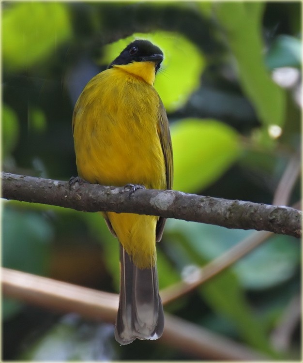 Black-capped Bulbul - ML205682931