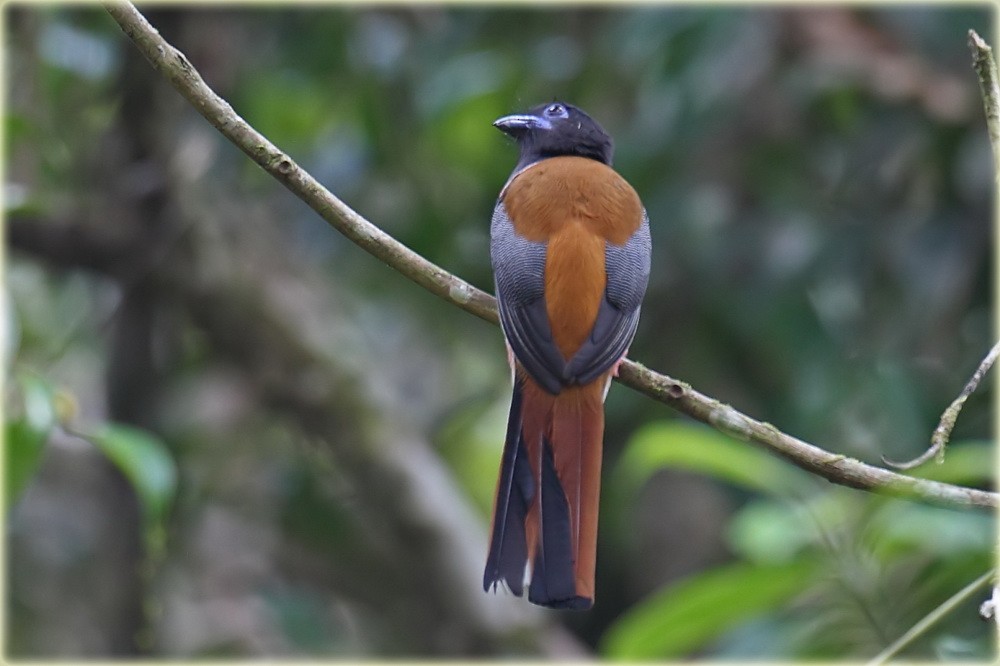 Malabar Trogon - ML205682961
