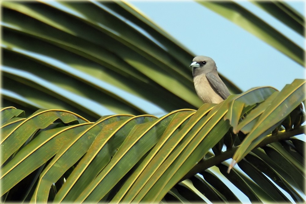 Ashy Woodswallow - ML205682971
