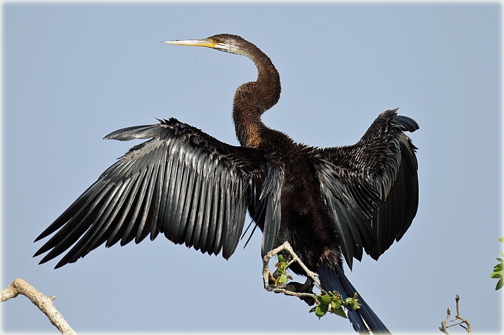 Oriental Darter - John Thompson