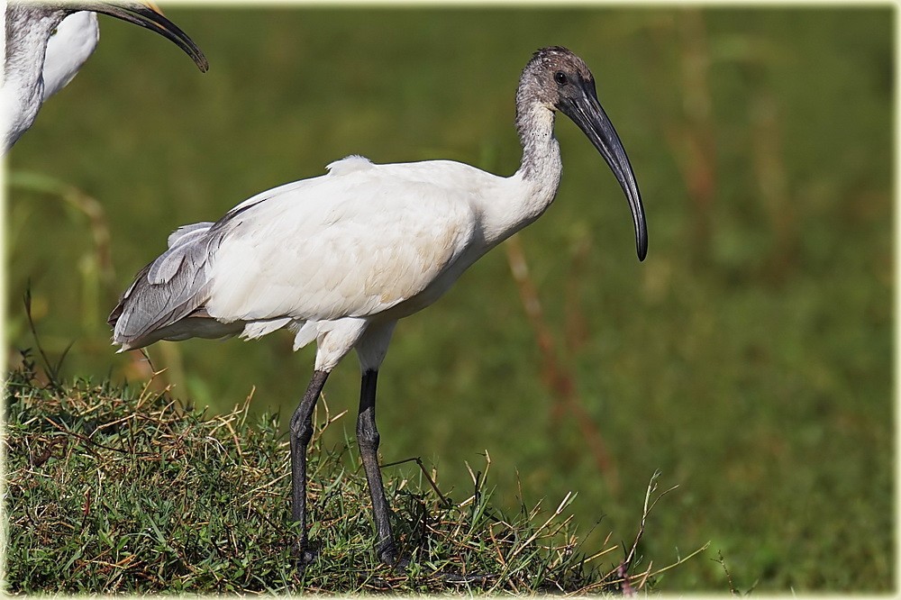 Black-headed Ibis - ML205683041