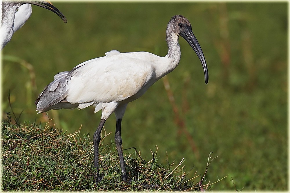 ibis černohlavý - ML205683041