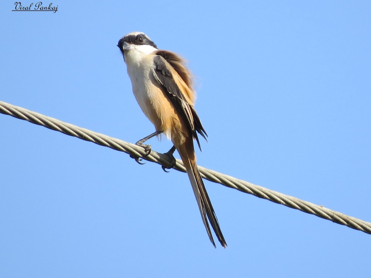 Long-tailed Shrike - ML205683261