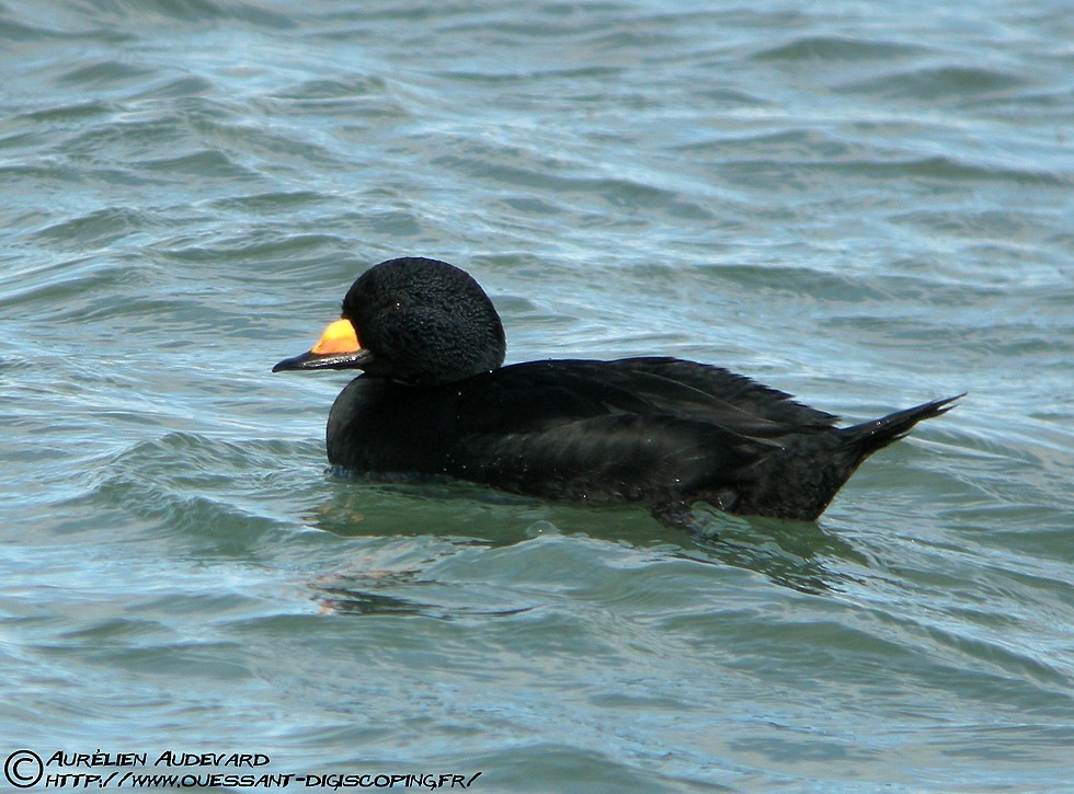 Black Scoter - ML205683811