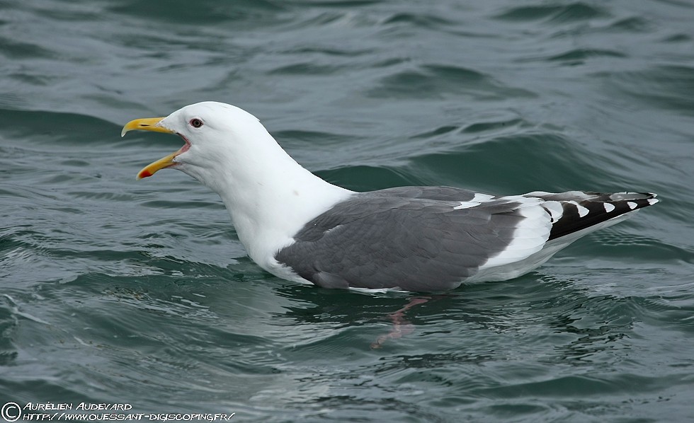 Slaty-backed Gull - AUDEVARD Aurélien