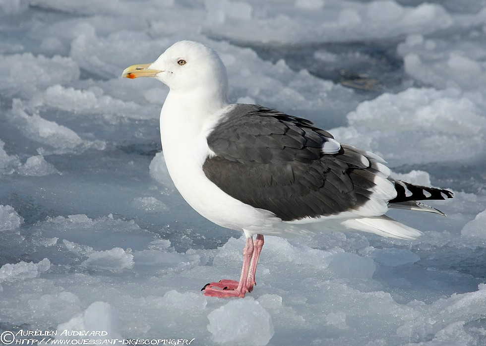 Slaty-backed Gull - ML205683891