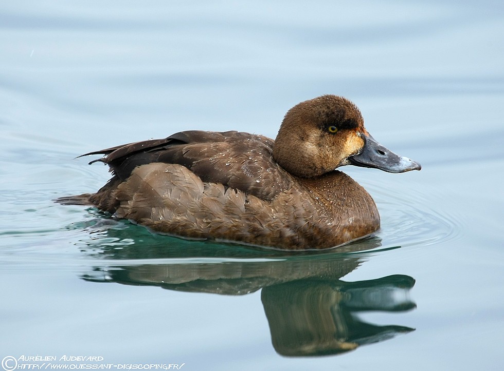 Greater Scaup - ML205683991