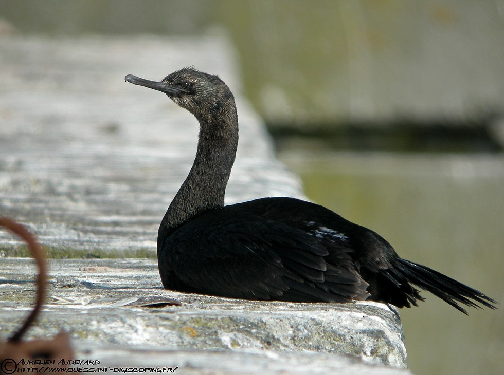 Pelagic Cormorant - AUDEVARD Aurélien