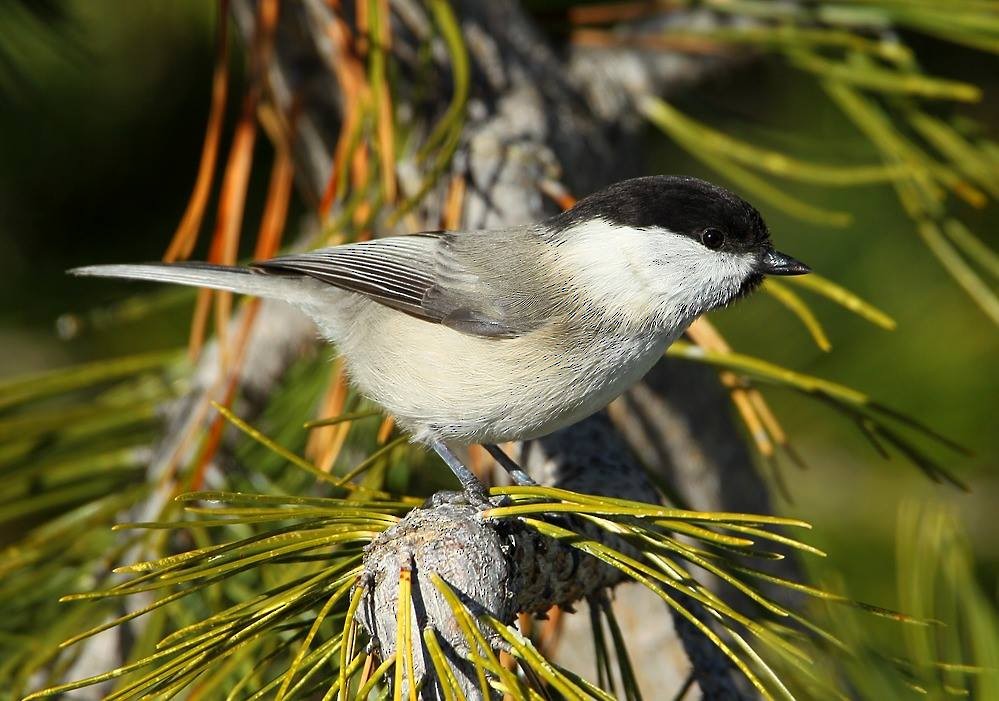 Willow Tit (Willow) - AUDEVARD Aurélien