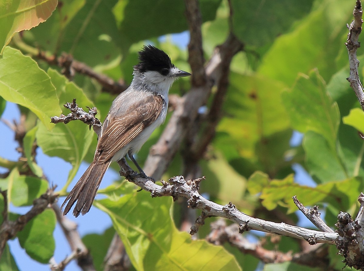 White-naped Xenopsaris - ML205684101