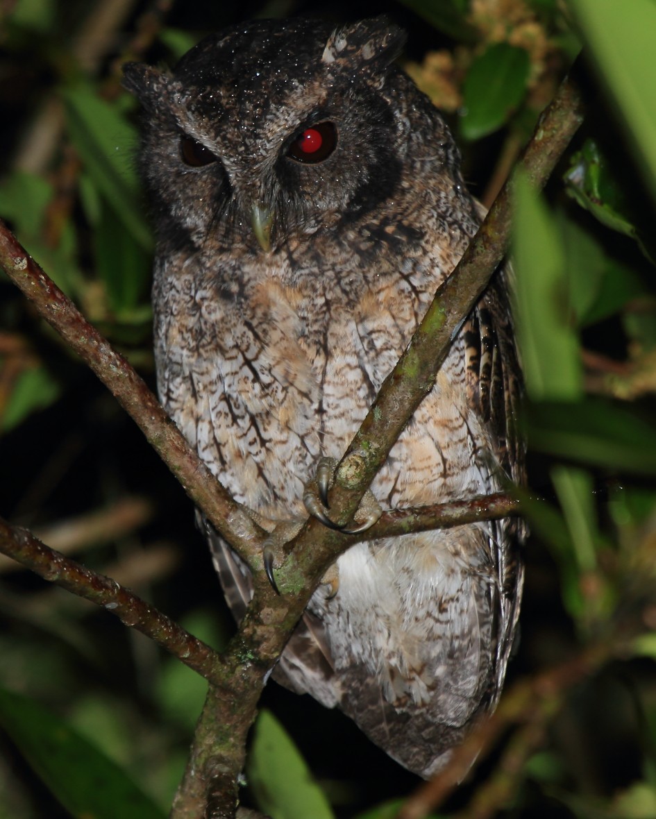 Black-capped Screech-Owl - ML205684161