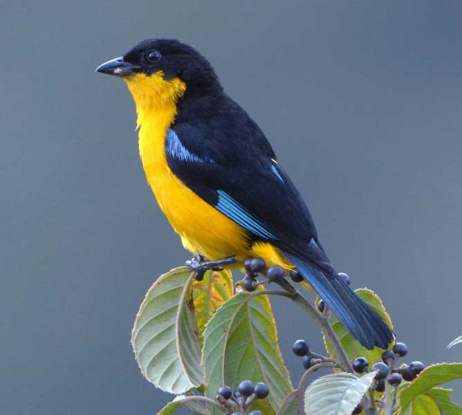 アオバネヤマフウキンチョウ（flavinucha） - eBird