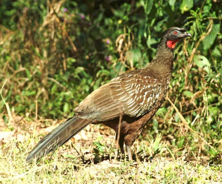 guan bolívijský - ML205684491