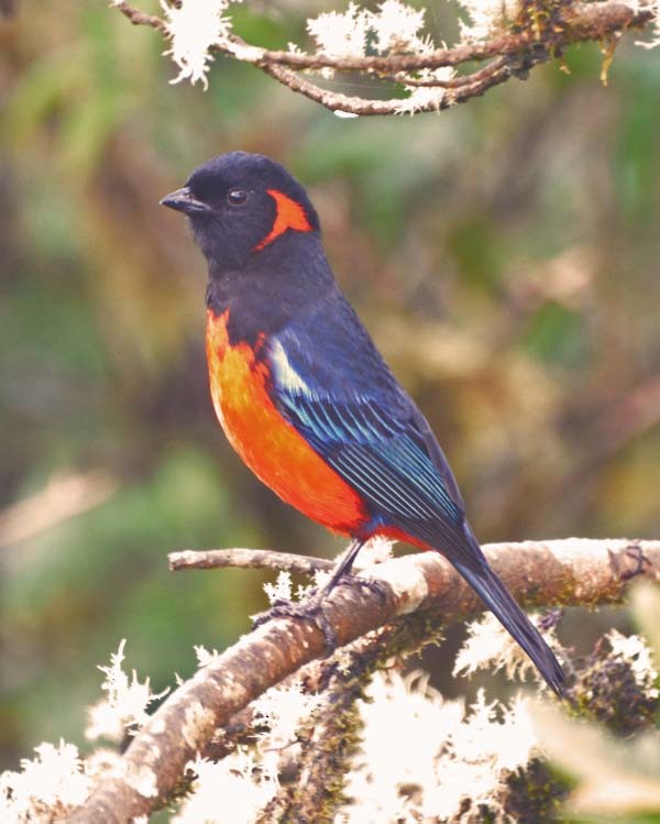 Scarlet-bellied Mountain Tanager (Fire-bellied) - Tini & Jacob Wijpkema