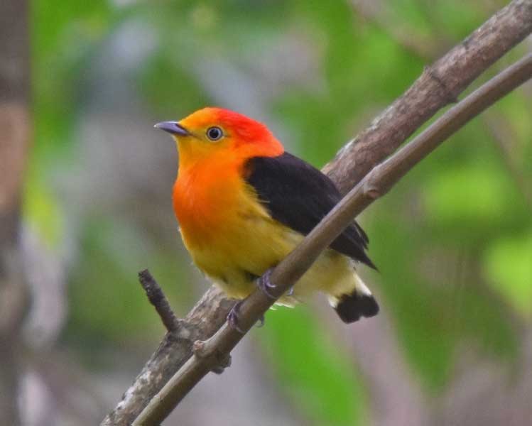 Band-tailed Manakin - ML205684781