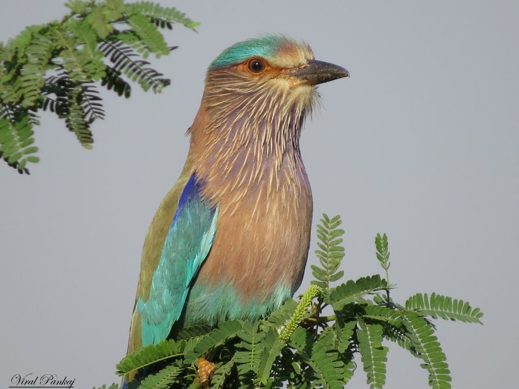 Indian Roller - ML205685591