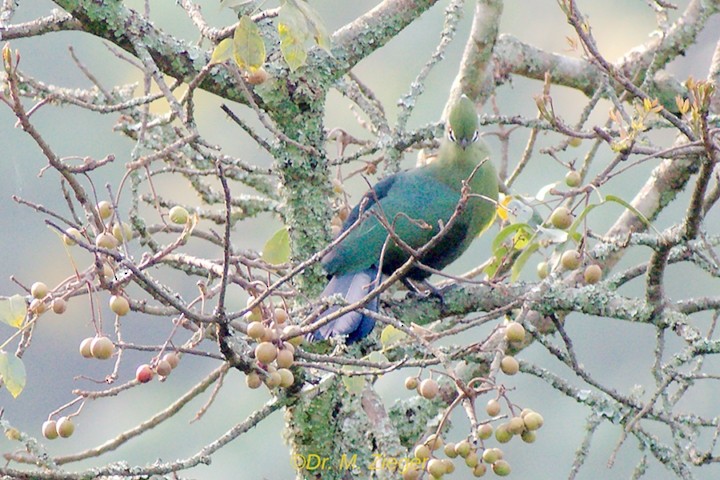 Black-billed Turaco - ML205686111