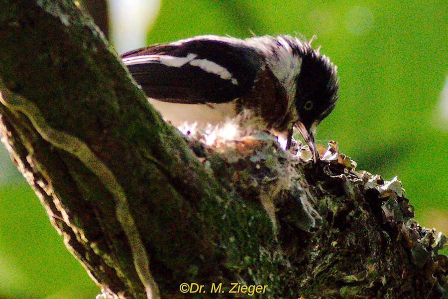 Chinspot Batis - ML205686161