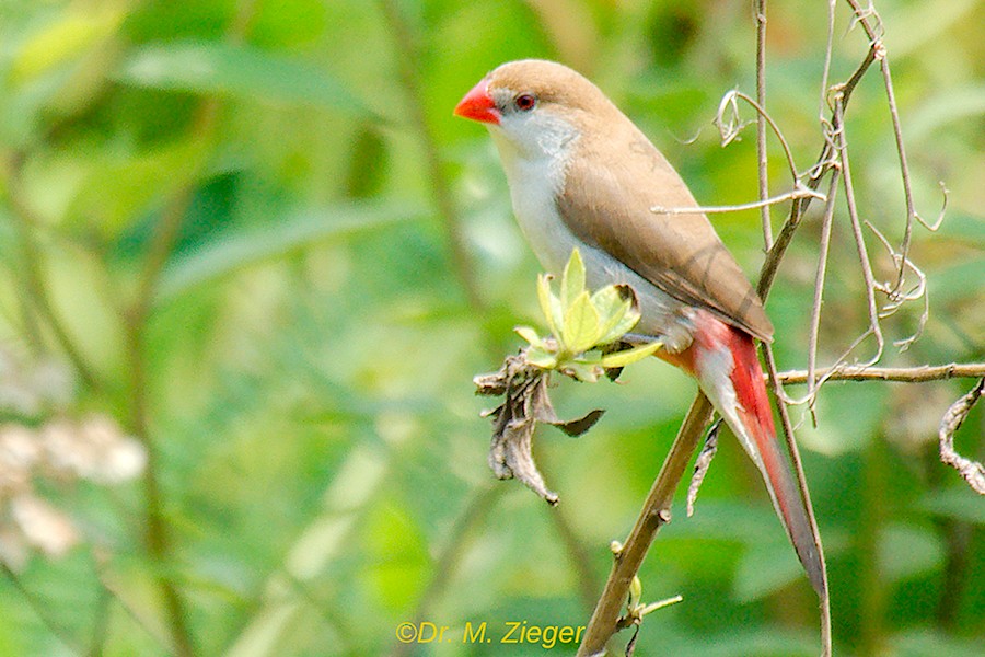 Fawn-breasted Waxbill - ML205686371
