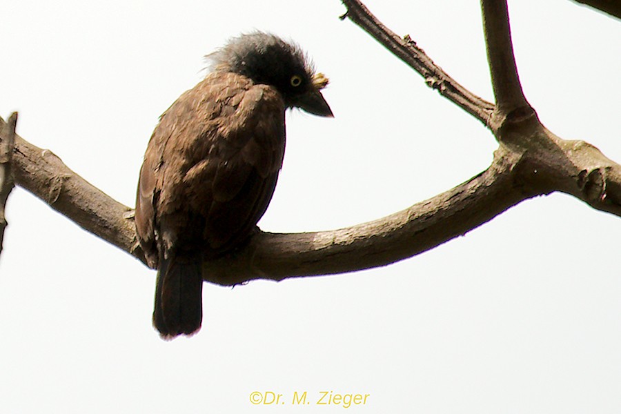 Trauerbartvogel (cinereiceps) - ML205686481