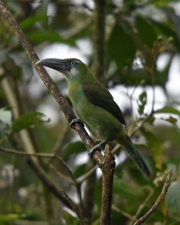 Blue-banded Toucanet - ML205686571