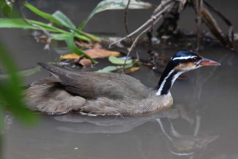 Sungrebe - ML205686611