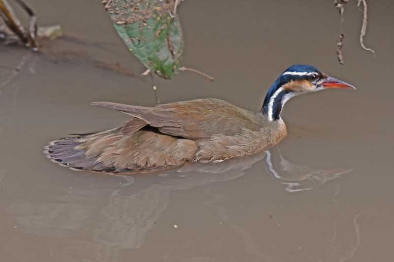 Sungrebe - ML205686621