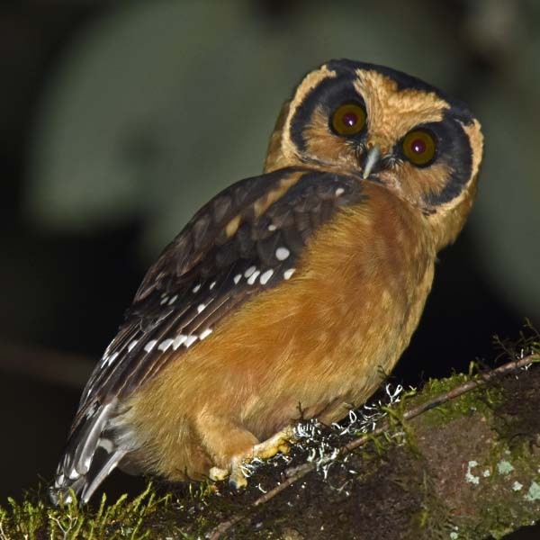 Buff-fronted Owl - ML205686801