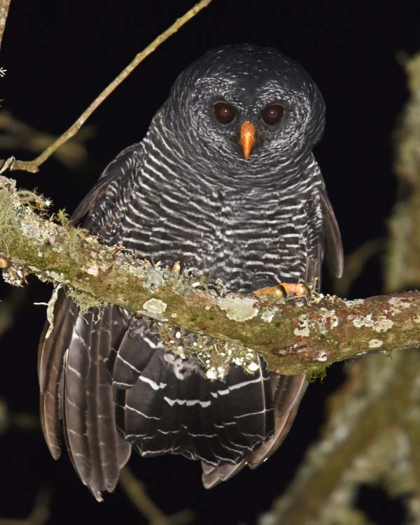 Black-banded Owl - ML205686831