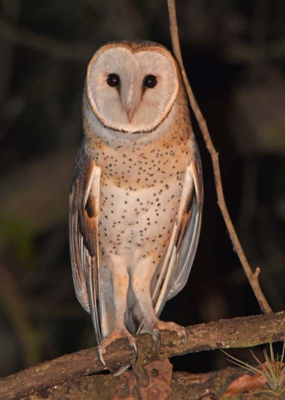 Barn Owl (American) - ML205686891