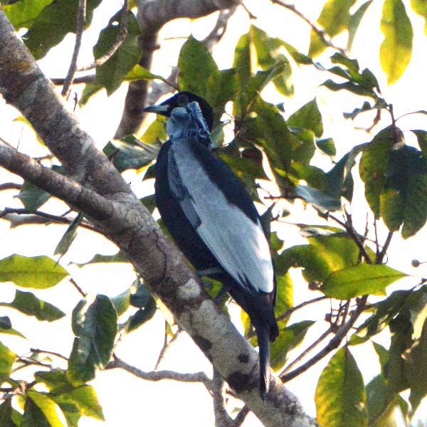 Bare-necked Fruitcrow - ML205687001