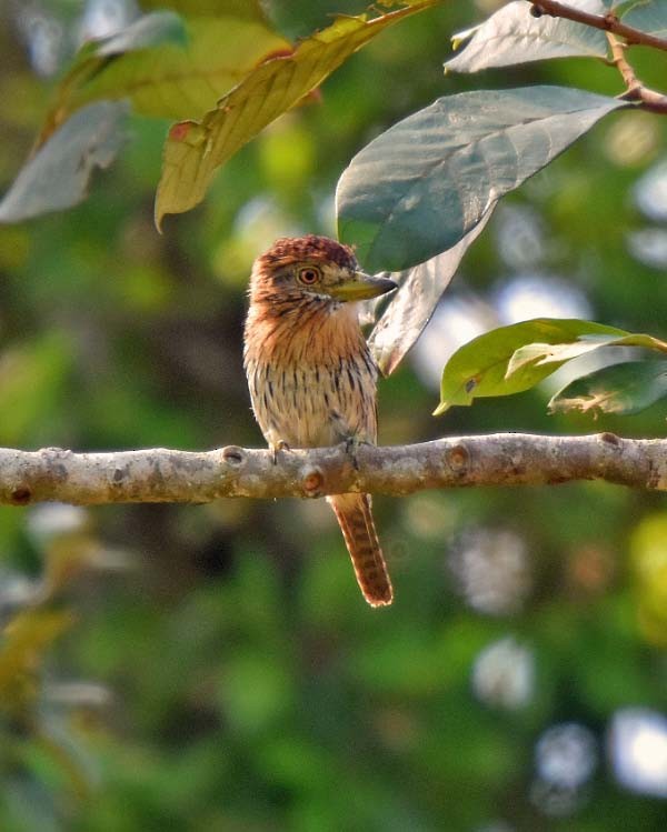 Western Striolated-Puffbird - ML205687071