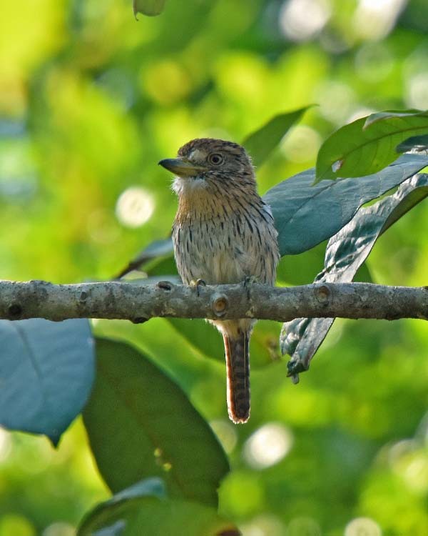 Western Striolated-Puffbird - ML205687081