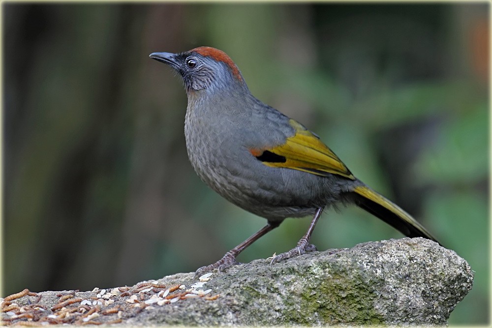 Silver-eared Laughingthrush - ML205687331