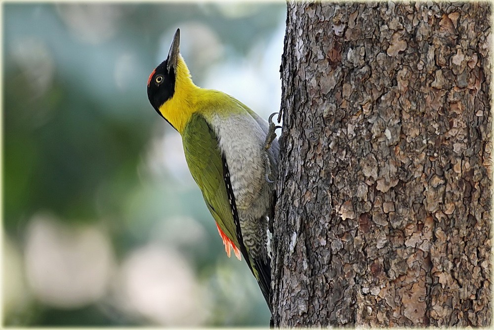 Black-headed Woodpecker - John Thompson