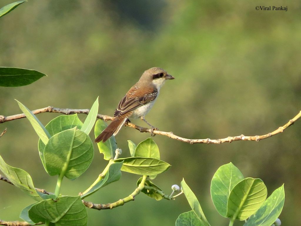 Bay-backed Shrike - ML205687961