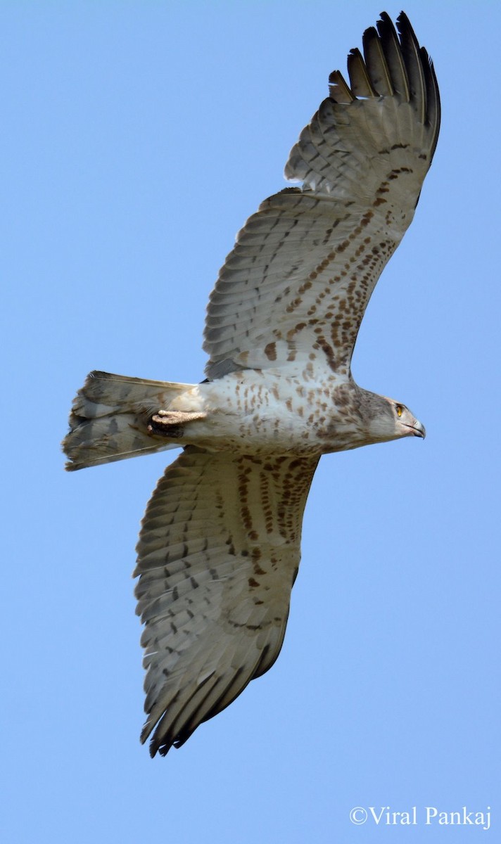 Short-toed Snake-Eagle - Pankaj Maheria