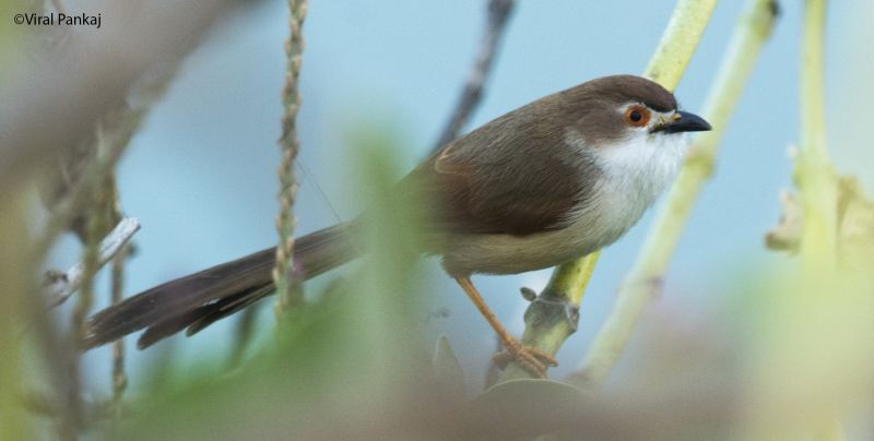 Yellow-eyed Babbler - ML205688041