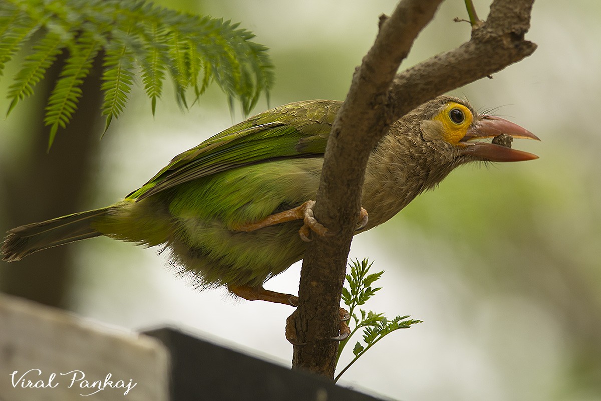 Brown-headed Barbet - ML205688301