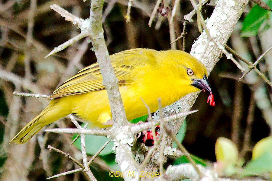 Holub's Golden-Weaver - ML205688631