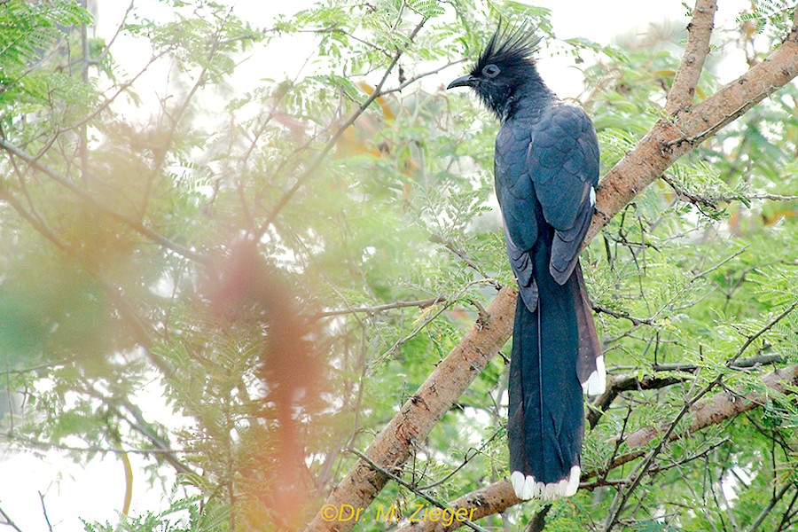 Levaillant's Cuckoo - ML205688641