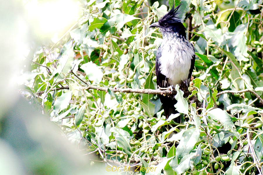 Levaillant's Cuckoo - ML205688651