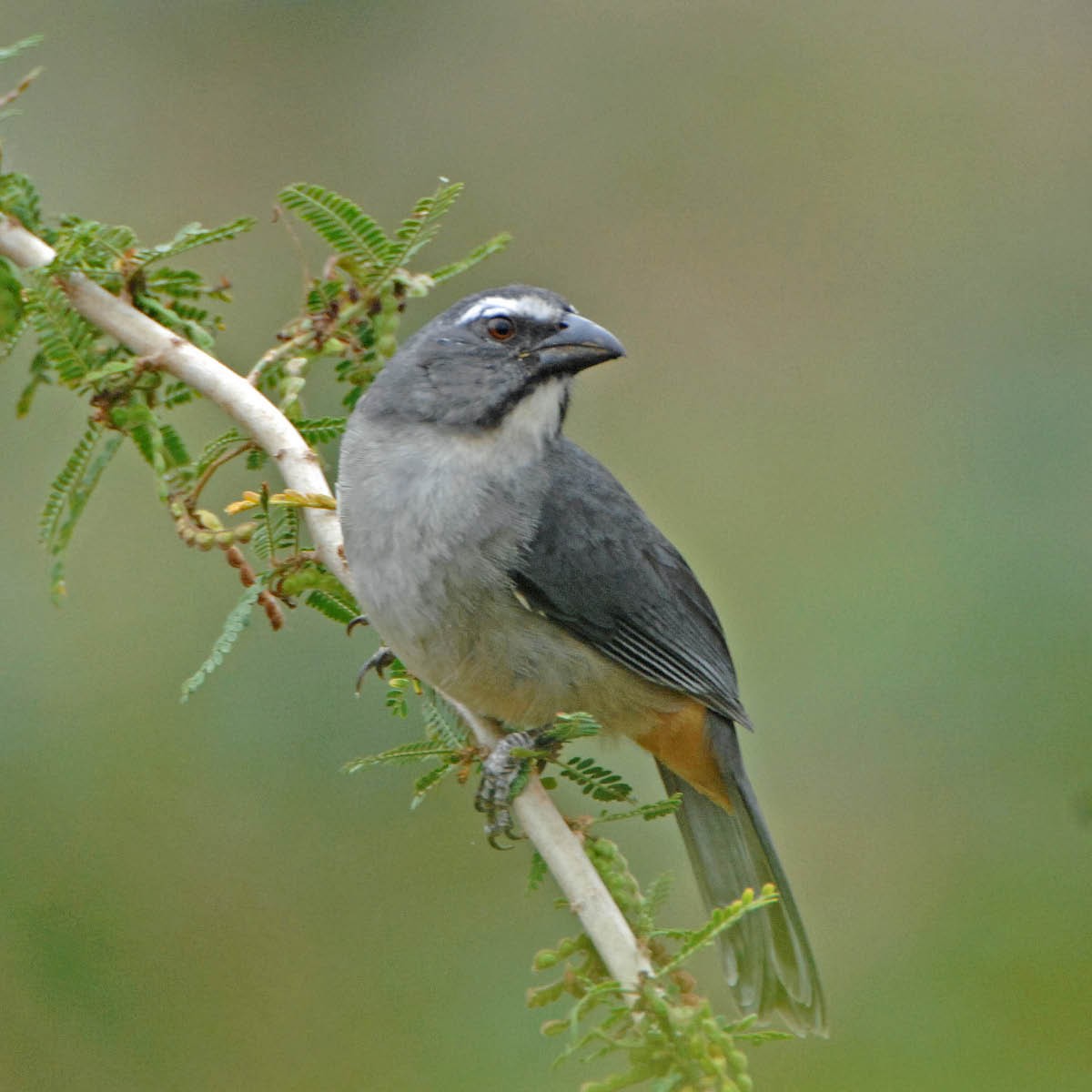 Bluish-gray Saltator - ML205688811