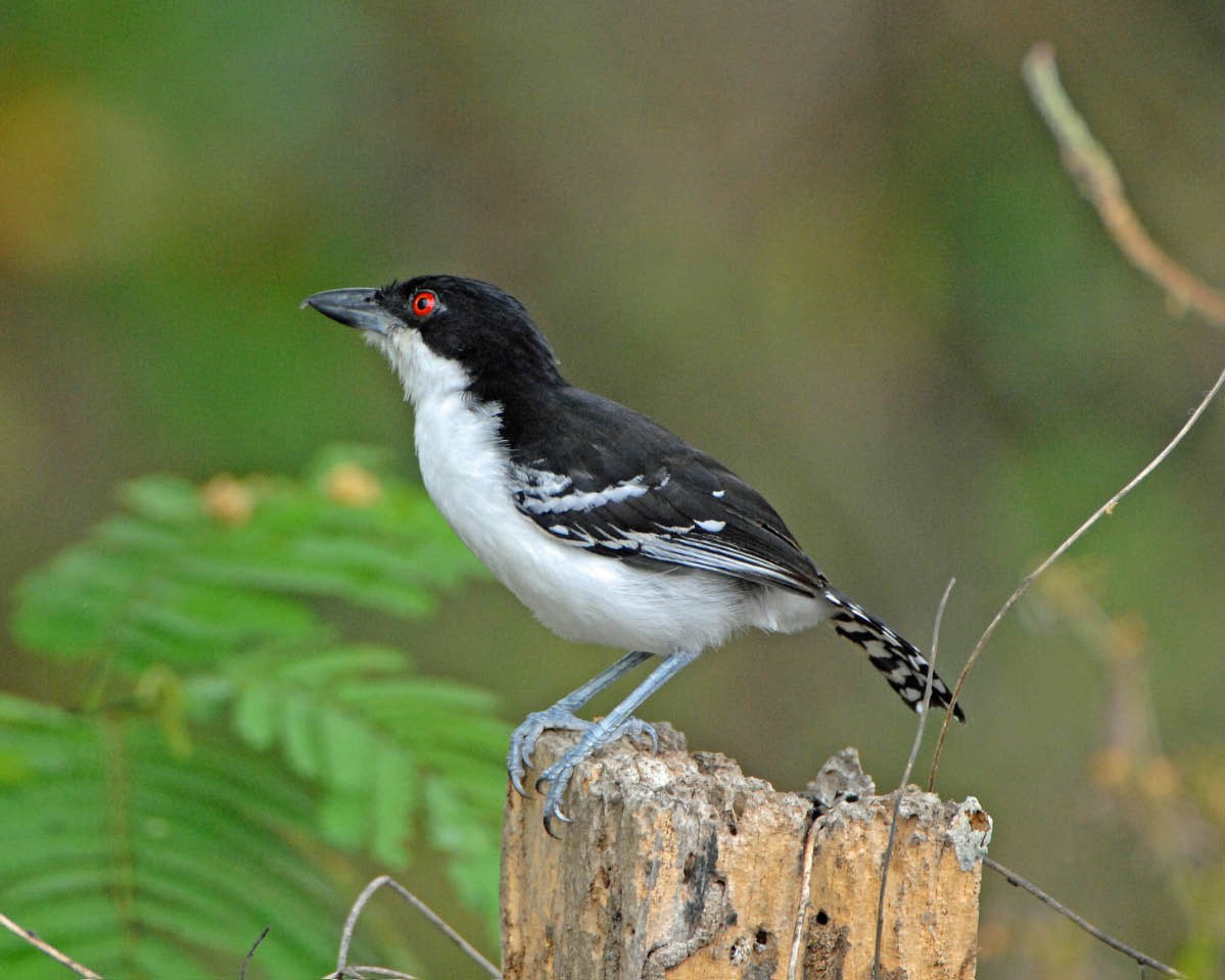 Great Antshrike - ML205688821